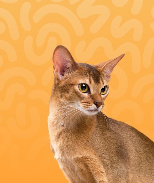 petsguides.com - Home Pets