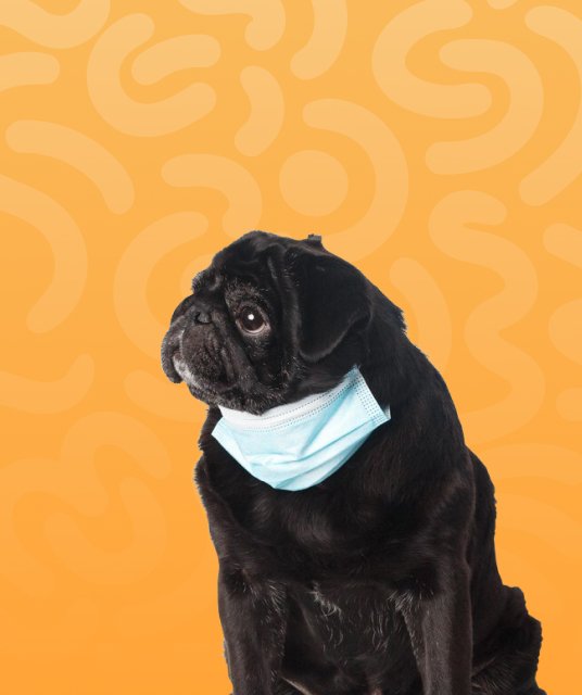 petsguides.com - Home Pets