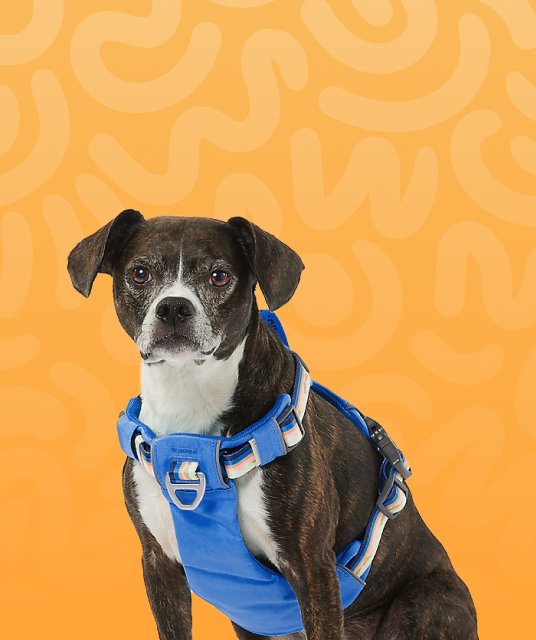 petsguides.com - Home Pets