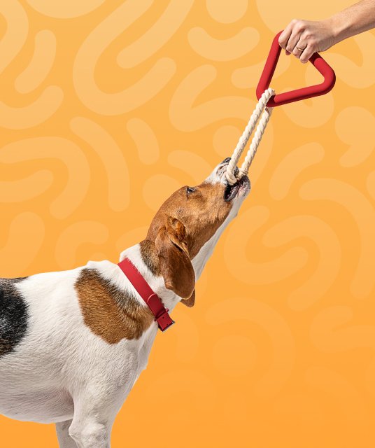 petsguides.com - Home Pets