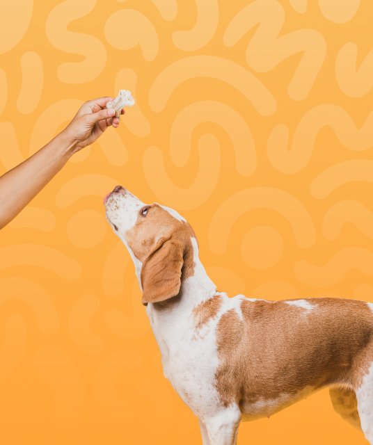 petsguides.com - Home Pets