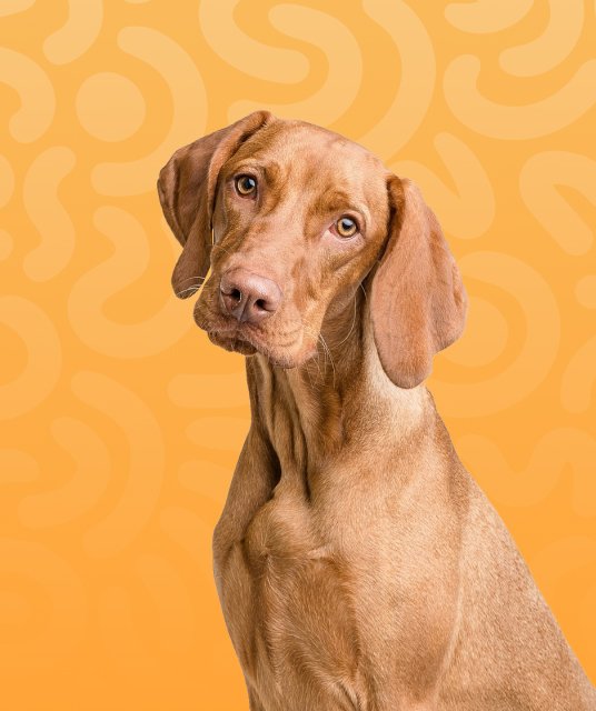 petsguides.com - Home Pets