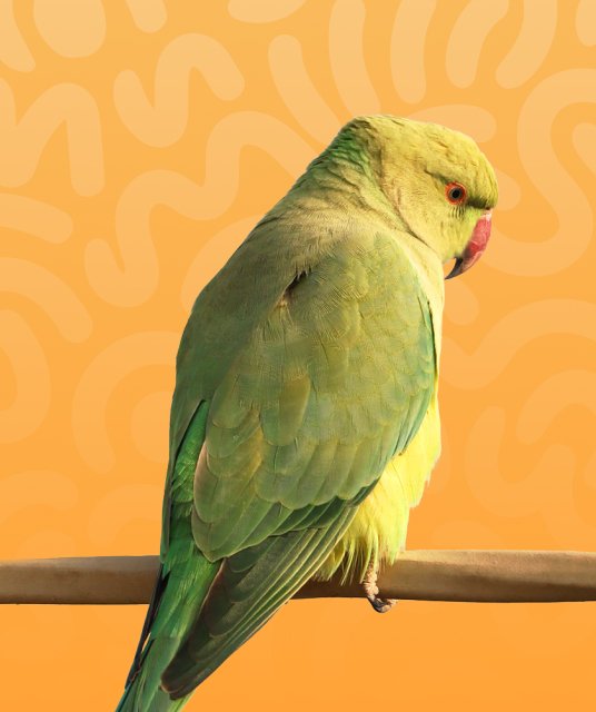 petsguides.com - Home Pets