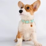 Adjustable Genuine Leather Dog Collar for Small, Medium & Large Dogs - Image 5