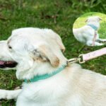 Adjustable Genuine Leather Dog Collar for Small, Medium & Large Dogs - Image 2