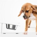 Inclined Stainless Steel Dog Bowl - Moisture Resistant - Image 9