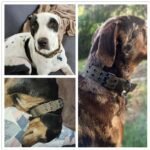 Tactical Dog Collar with Neoprene Lining - M & XL Sizes - Image 3