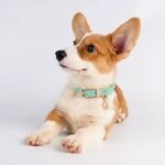 Adjustable Genuine Leather Dog Collar for Small, Medium & Large Dogs - Image 3