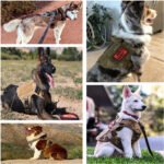 Tactical Camouflage Dog Harness and Leash Set - Durable Nylon - Image 5
