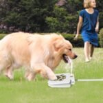 Heavy-Duty Outdoor Dog Water Fountain with Pedal - Image 4