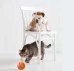 Interactive Automatic Rolling Ball Toy for Cats and Dogs - Image 5