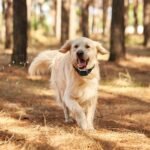 Wireless Dog Fence & Training Collar with 3 Modes & Adjustable Intensity - Image 6